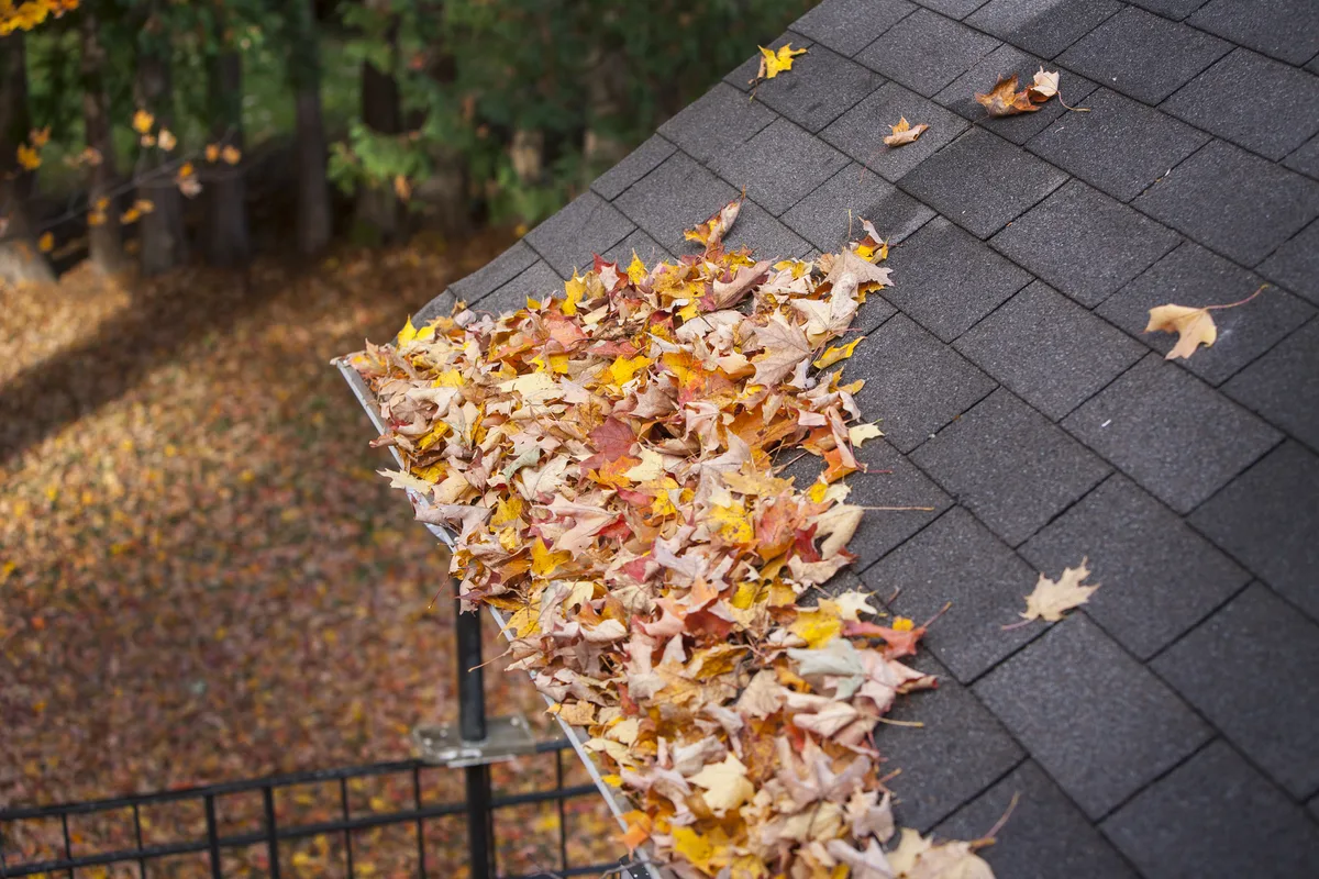 Overhead view of an asphalt shingle roof with a gutter completely clogged by fallen autumn leaves